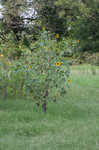 Common sunflower